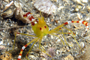 Golden Coral Shrimp with Green Eggs (& ham :) by Suzan Meldonian 